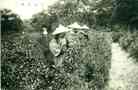 picking tea leaves, Uji, Kyouto Fu